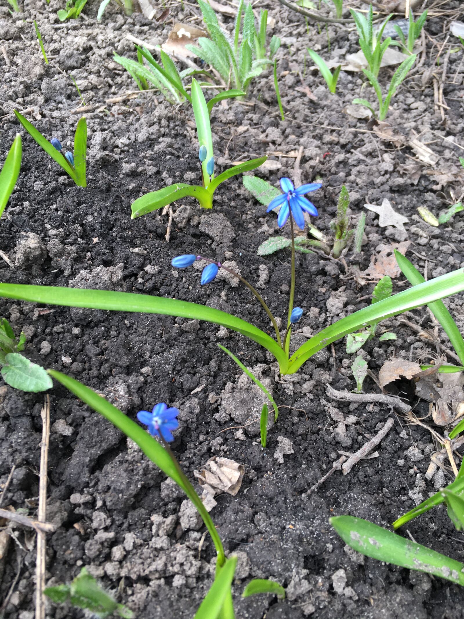 iPhone SE back camera 4.15mm f/2.2 sample photo. Flowers, spring, nature photography