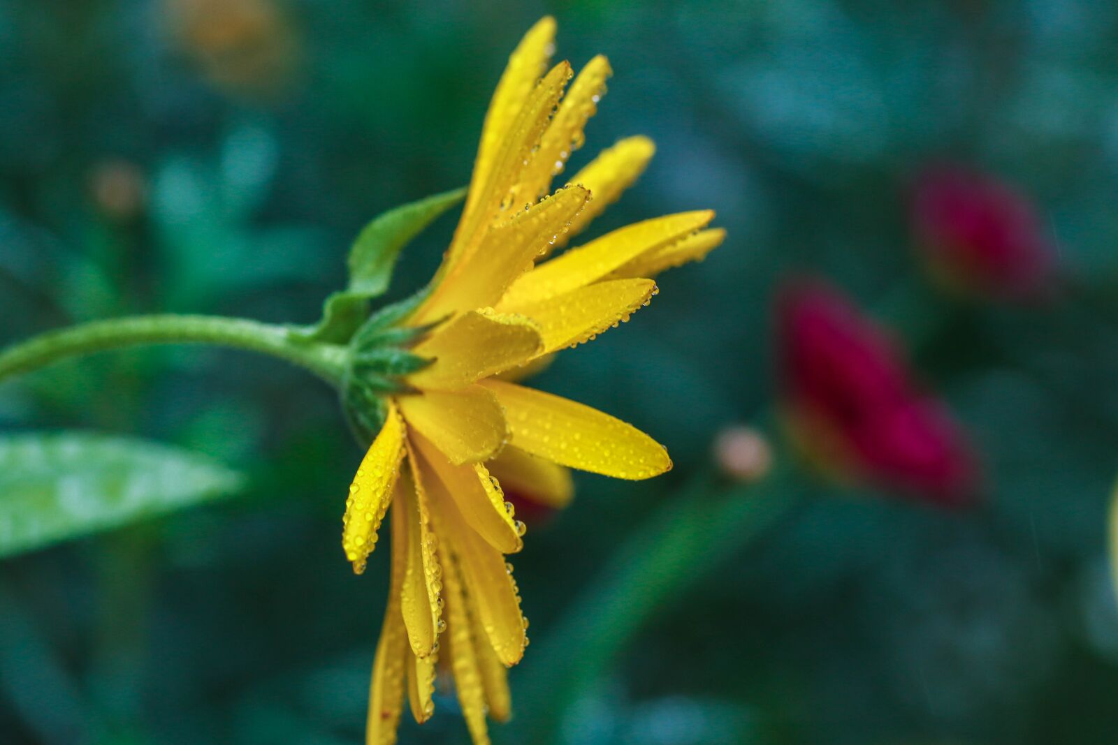 Canon EOS 7D Mark II sample photo. Yellow, flower, garden flower photography