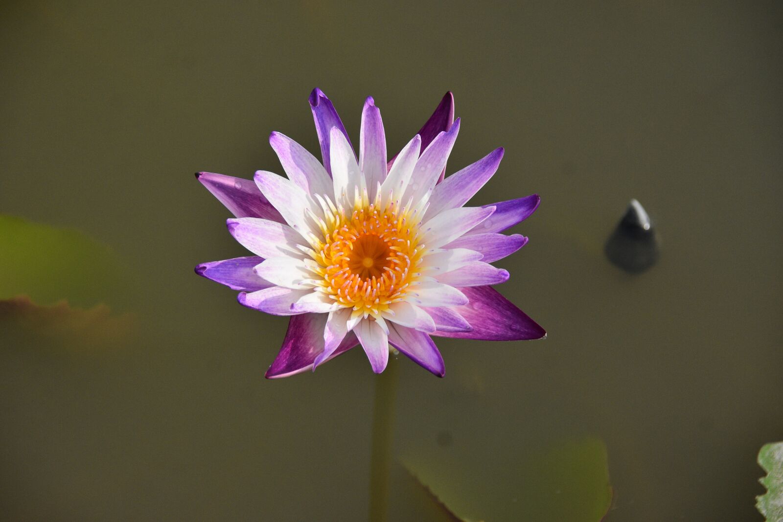 Nikon D7200 sample photo. Water lily, flower, petals photography