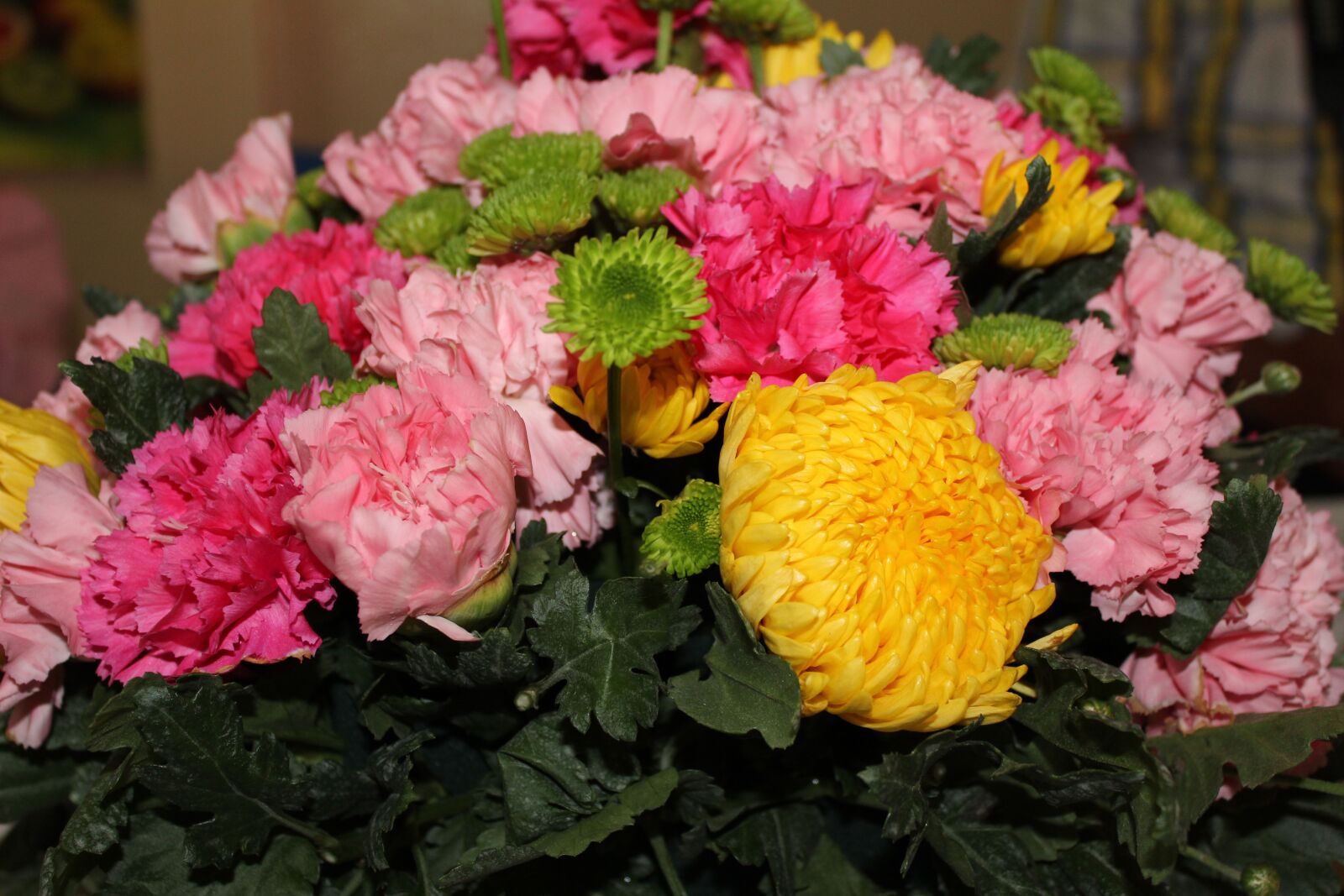 Canon EOS 600D (Rebel EOS T3i / EOS Kiss X5) sample photo. Flowers, chrysanthemum, plant photography
