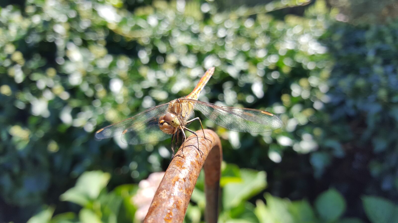 Samsung GALAXY S6 edge sample photo. Wing, nature, dragonfly photography