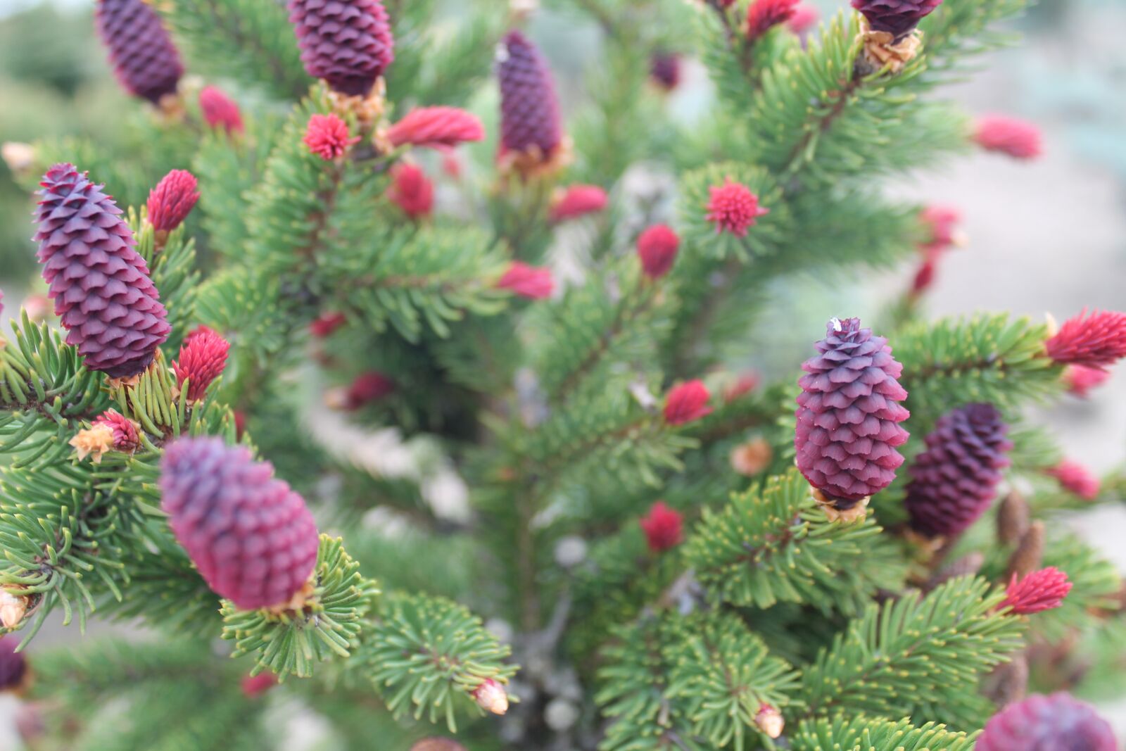 Canon EOS 1100D (EOS Rebel T3 / EOS Kiss X50) sample photo. Needle, pine, cone photography