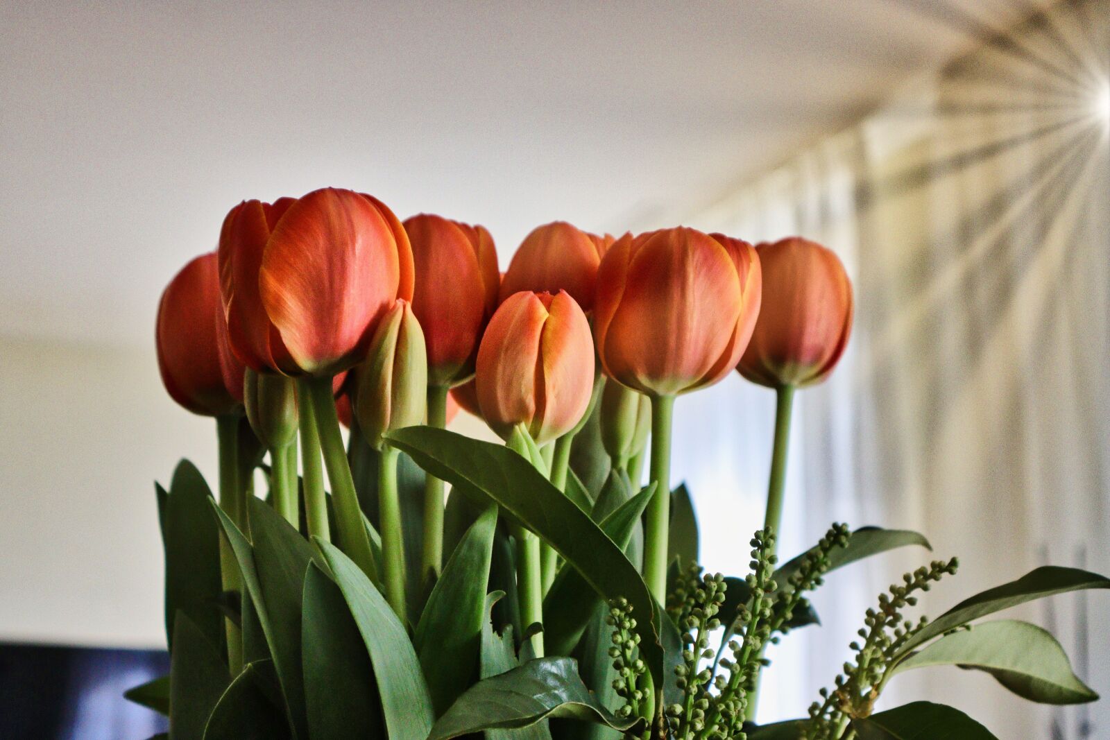 Canon EOS M6 Mark II sample photo. Tulip, flower, colorful photography