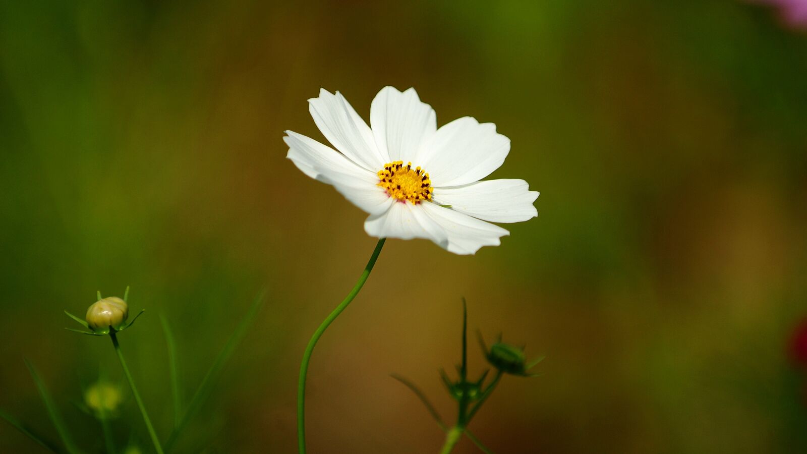 Fujifilm FinePix S3 Pro sample photo. Cosmos, flowers, white photography