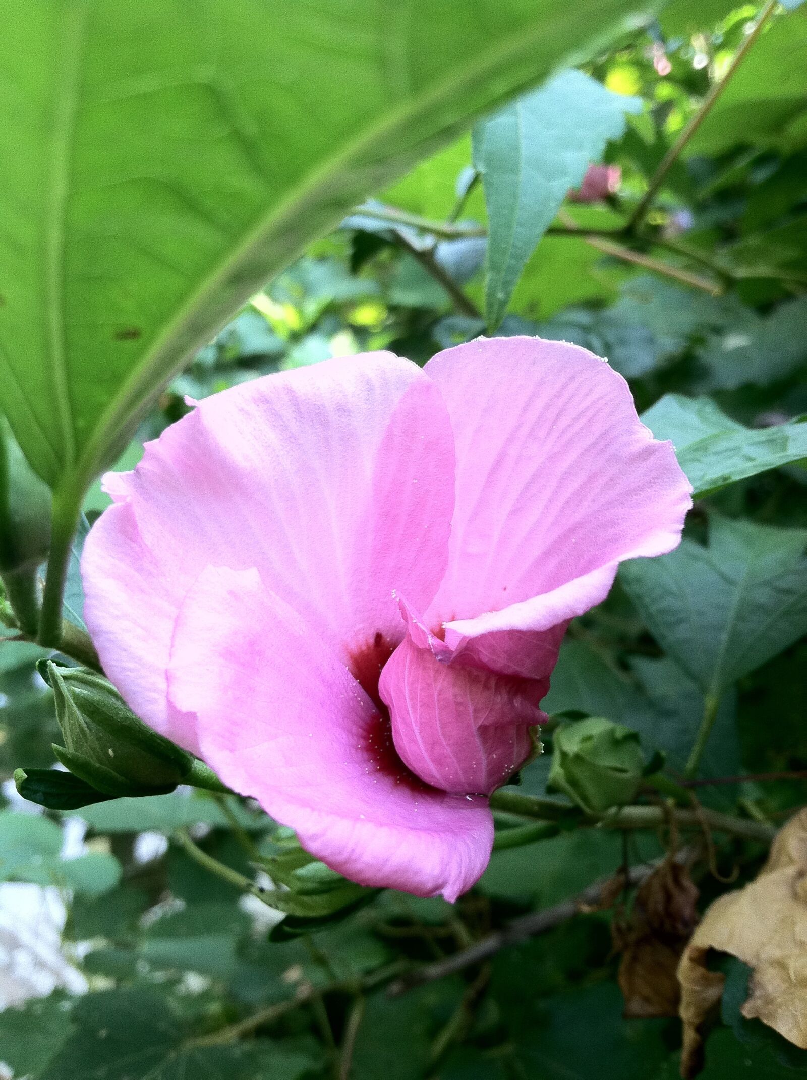 Apple iPhone 4 sample photo. Pink flower, bird of photography