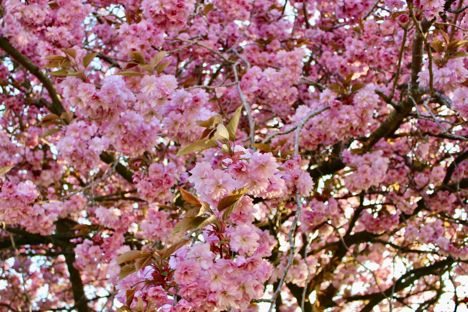 Canon EOS 1300D (EOS Rebel T6 / EOS Kiss X80) sample photo. Cherry blossom, glasgow, scotland photography