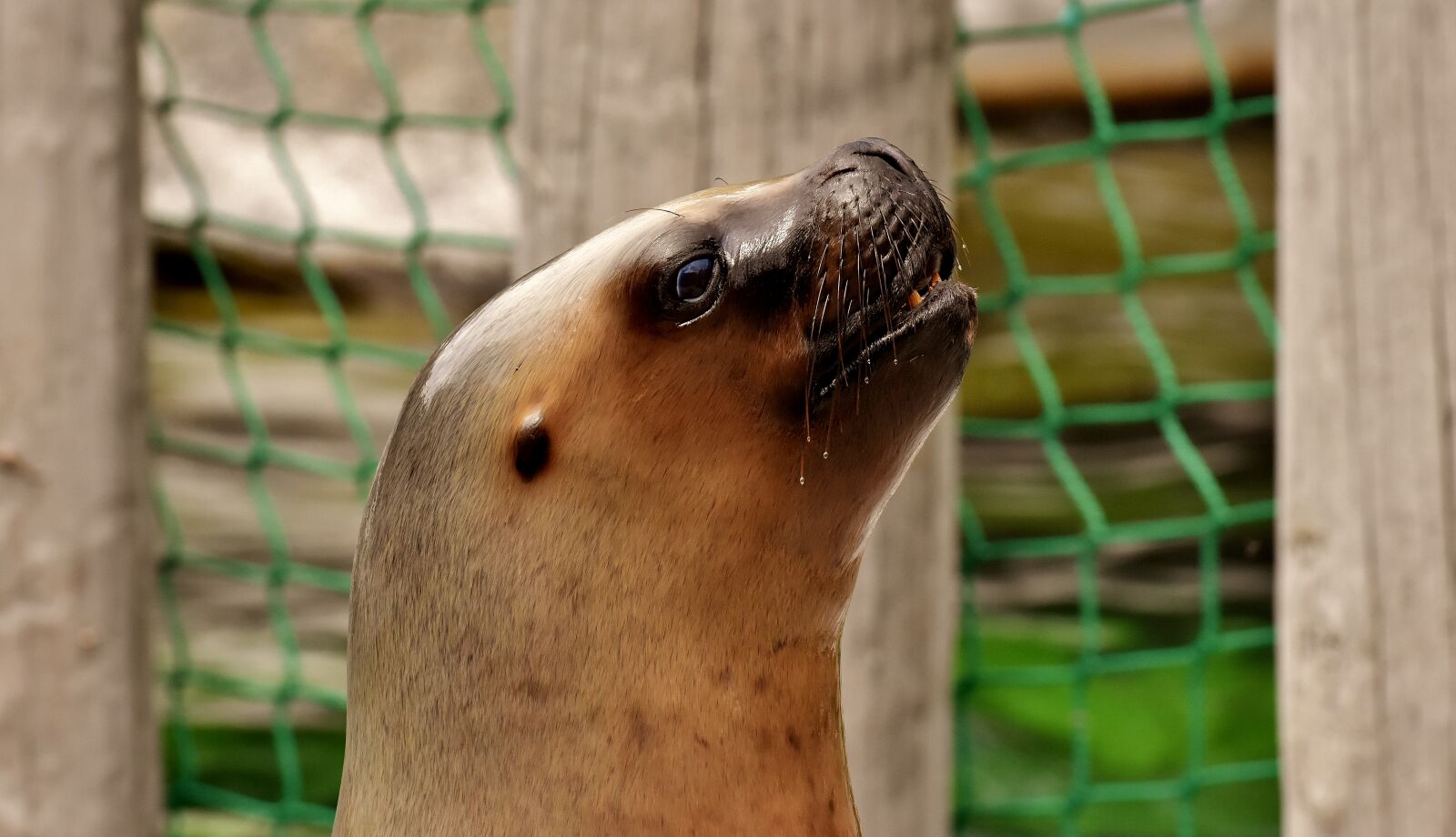 Nikon D7200 sample photo. Seal, sea lion, swim photography