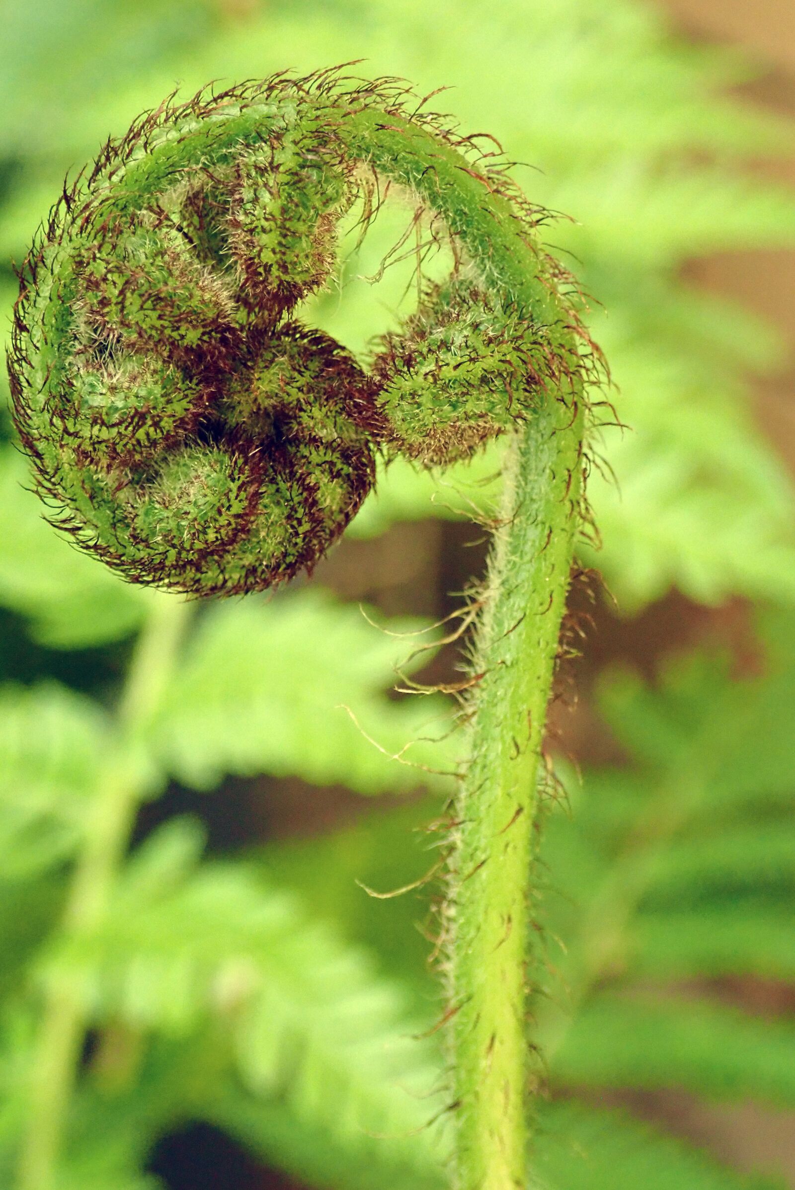 Olympus TG-5 sample photo. Fern, frond, bud photography