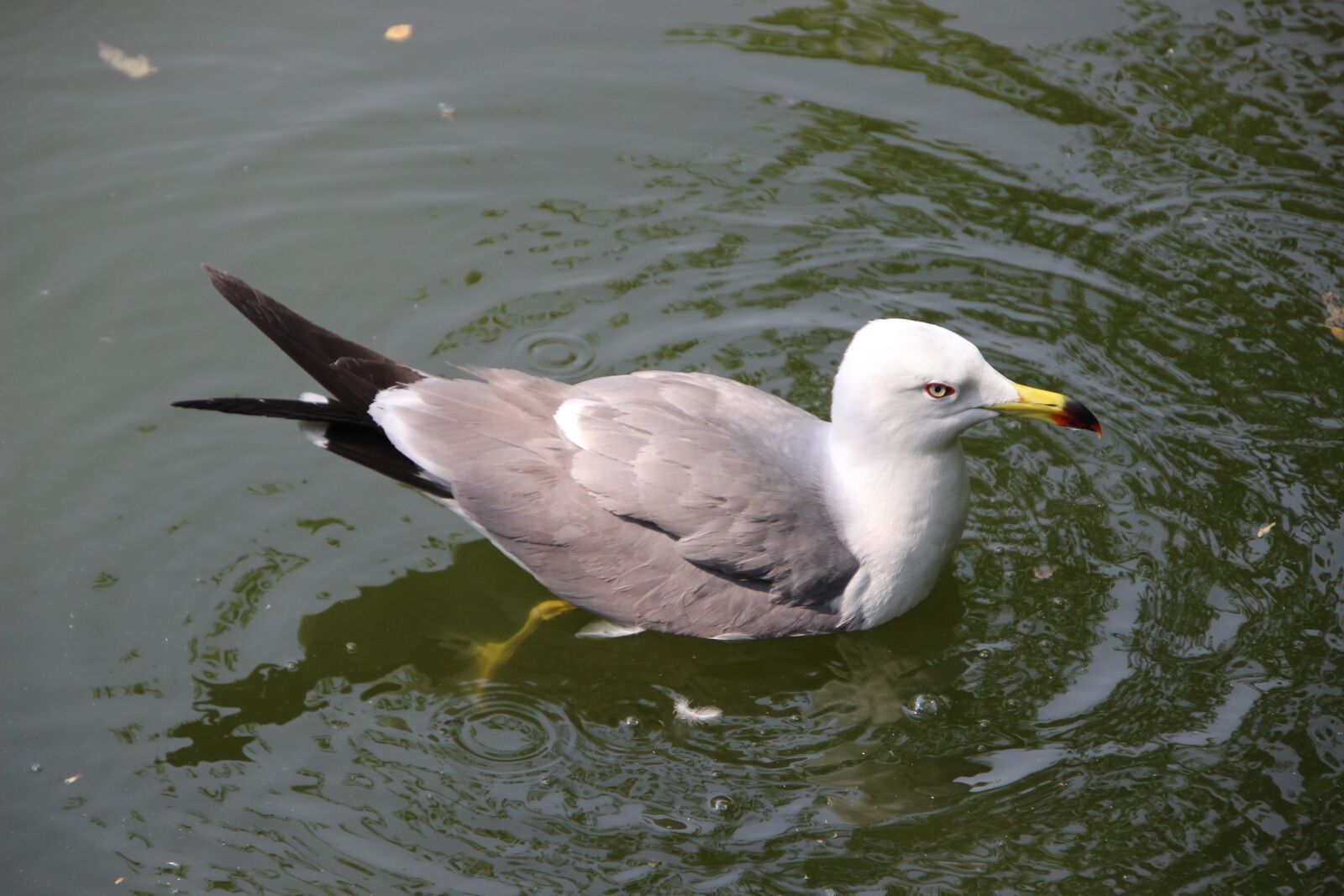 Canon EOS 600D (Rebel EOS T3i / EOS Kiss X5) sample photo. Sea mew, sea gull photography