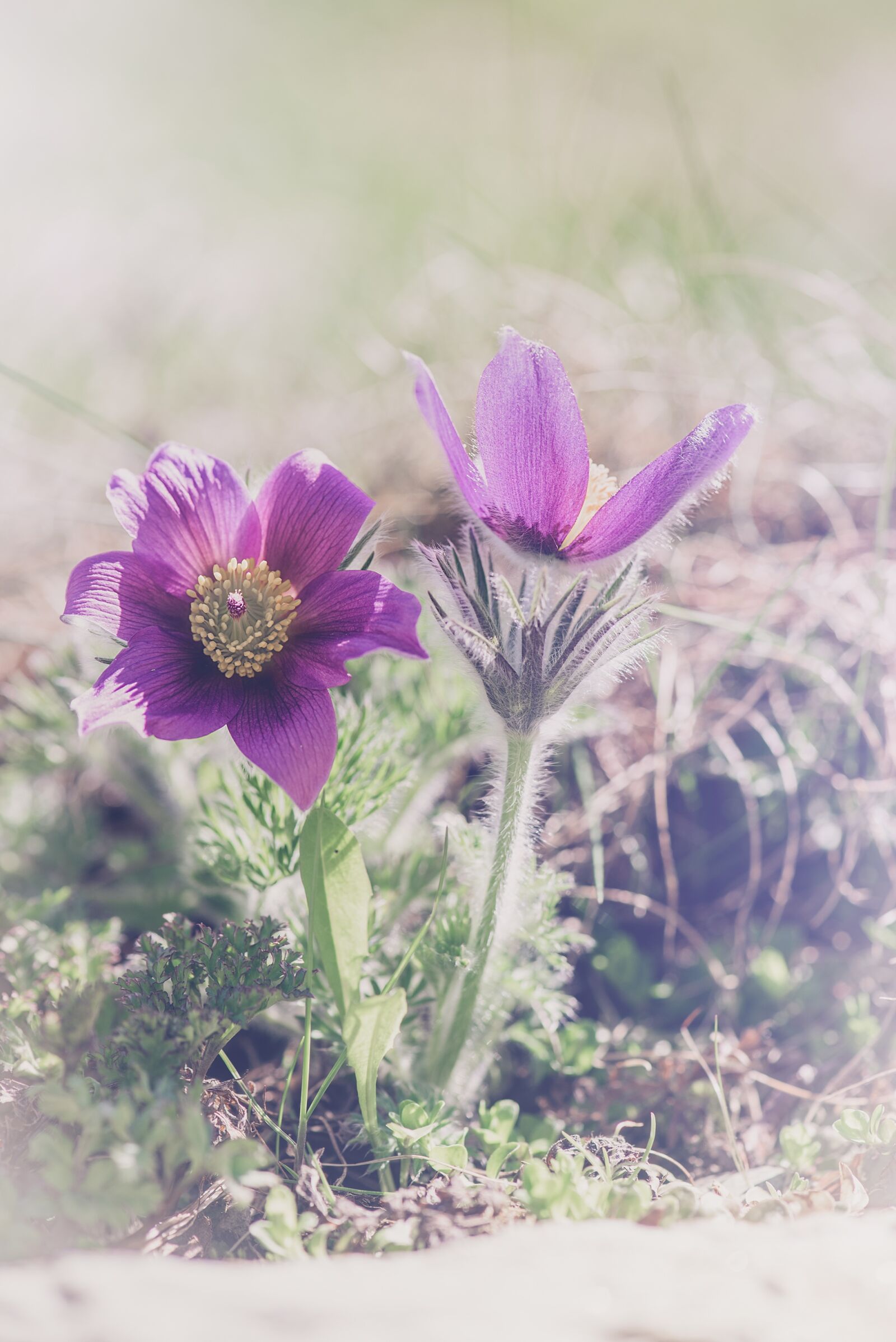 Nikon D750 sample photo. Anemone, purple, purple anemone photography
