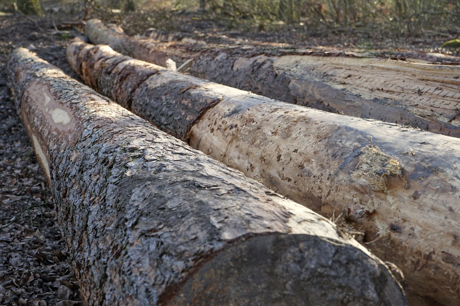 Sony a7 II + Sony FE 28-70mm F3.5-5.6 OSS sample photo. Timber, tree trunks, felled photography