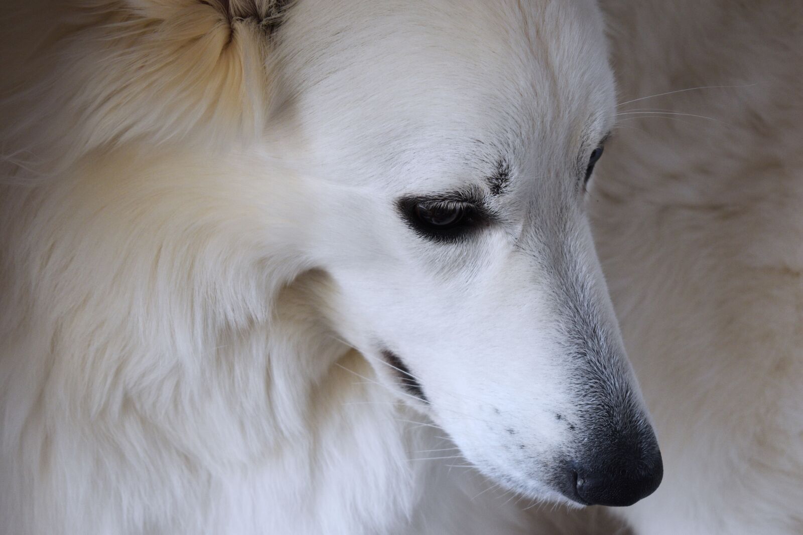Nikon D5600 sample photo. Dog, pet, animal photography
