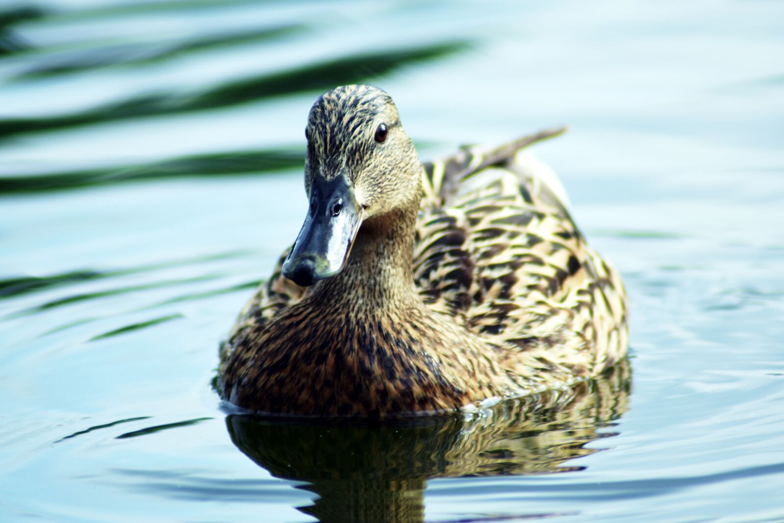 Nikon D3400 sample photo. Mallard duck, aquatic, lake photography