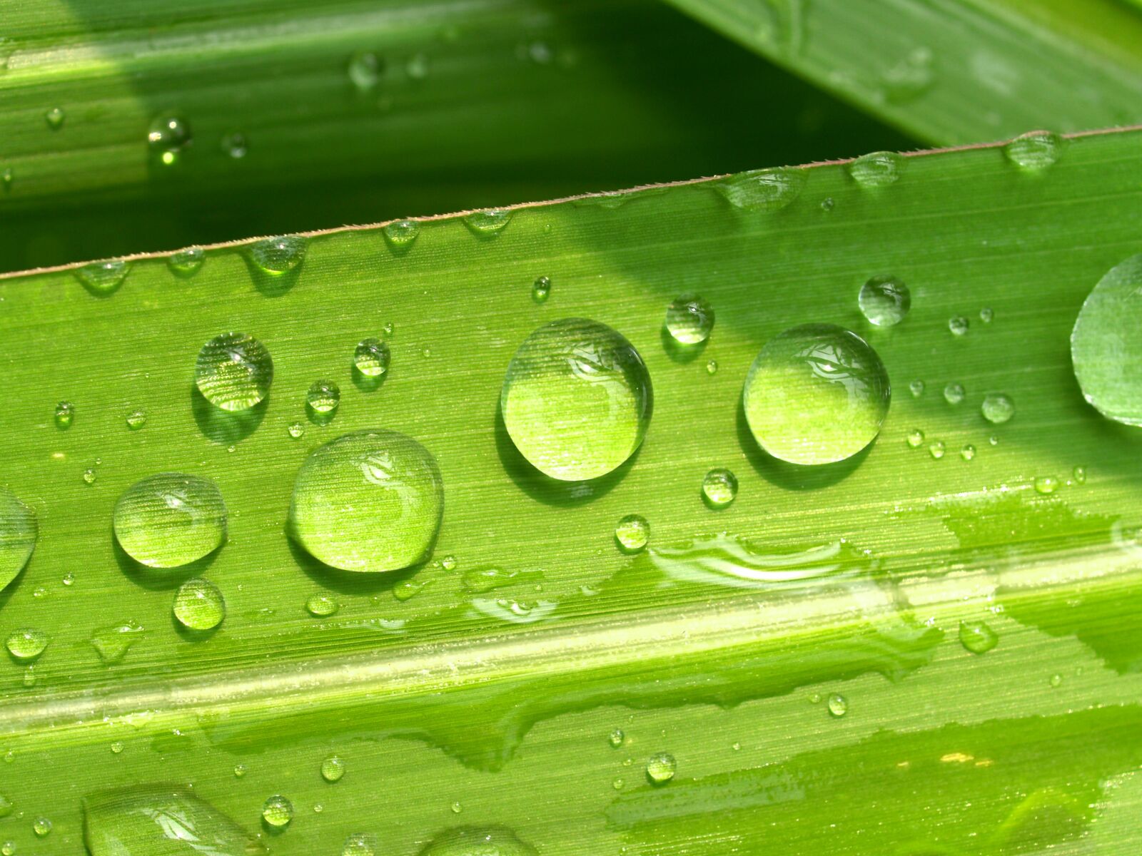 Olympus E-300 (EVOLT E-300) sample photo. Water, drops, leaf photography