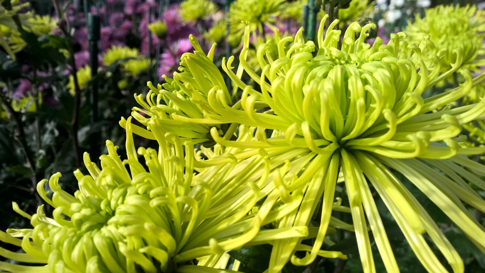 Nokia Lumia 1520 sample photo. Chrysanthemum, green, bloom photography