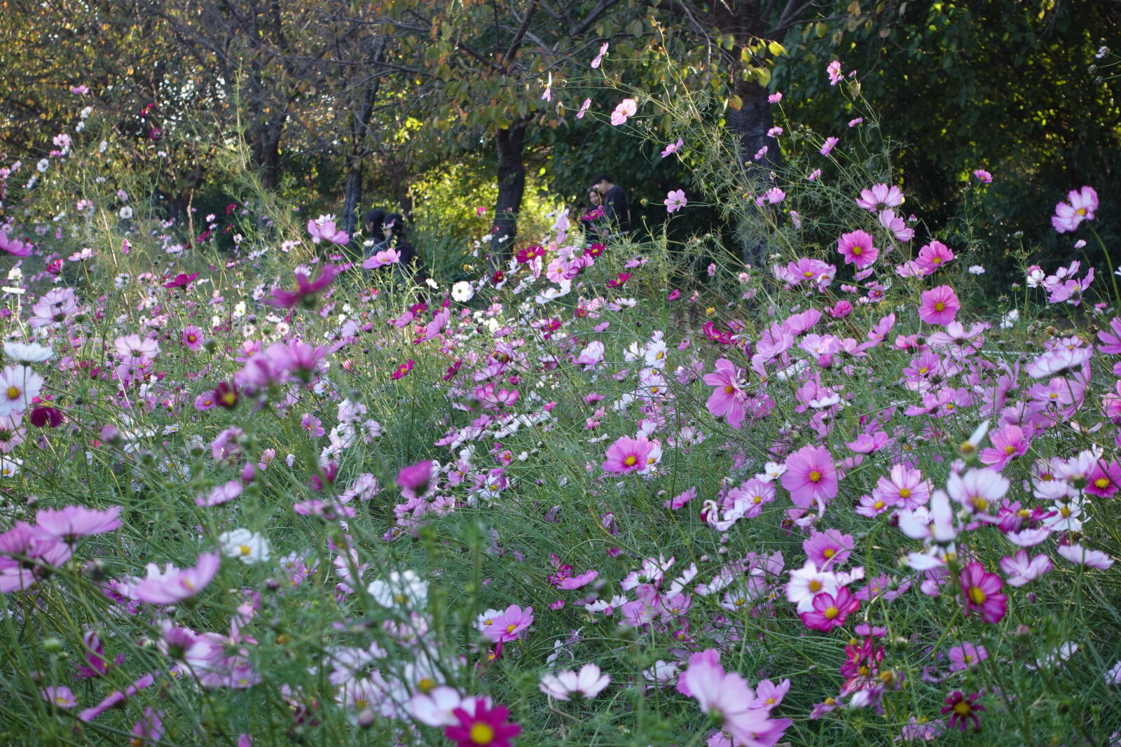 Sony ZV-1 sample photo