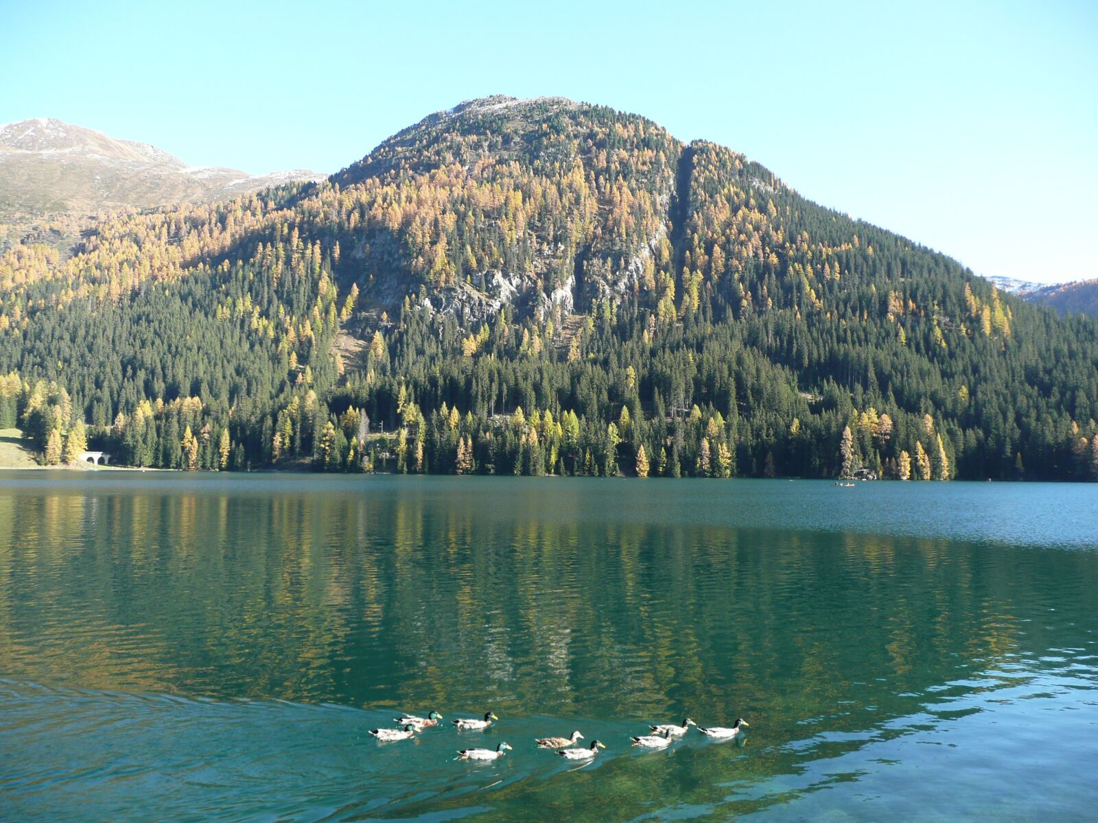 Panasonic DMC-TZ3 sample photo. Bergsee, ducks, lake photography