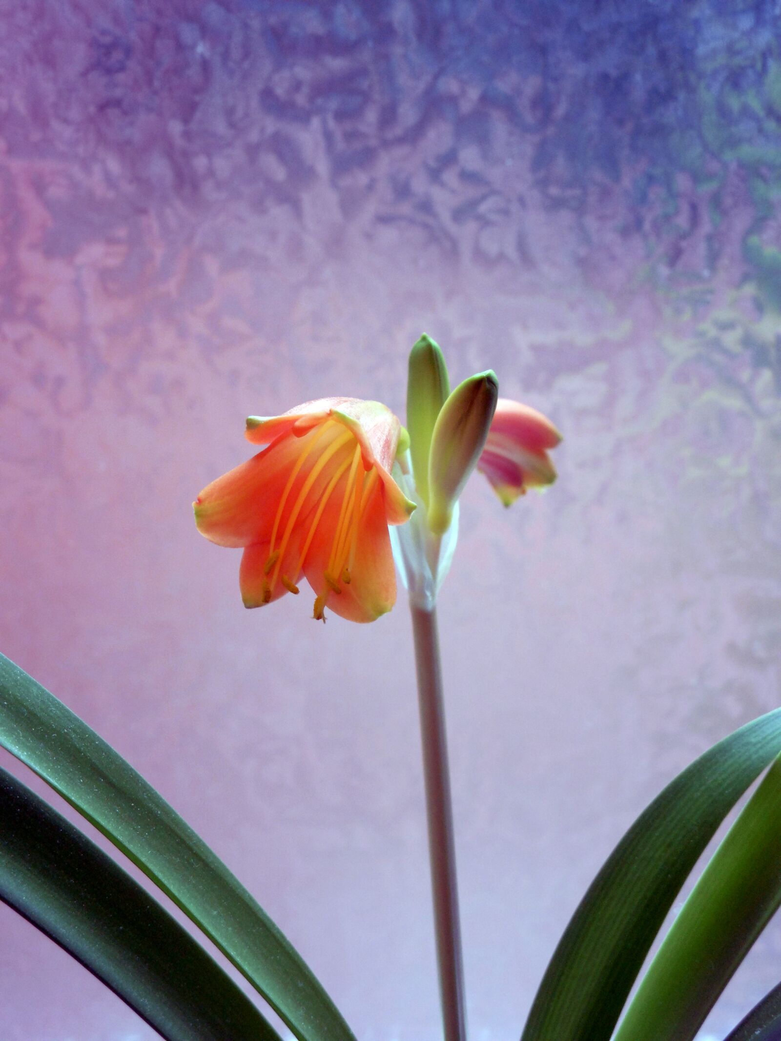 Nikon COOLPIX L620 sample photo. Amaryllis, blossom, bloom photography