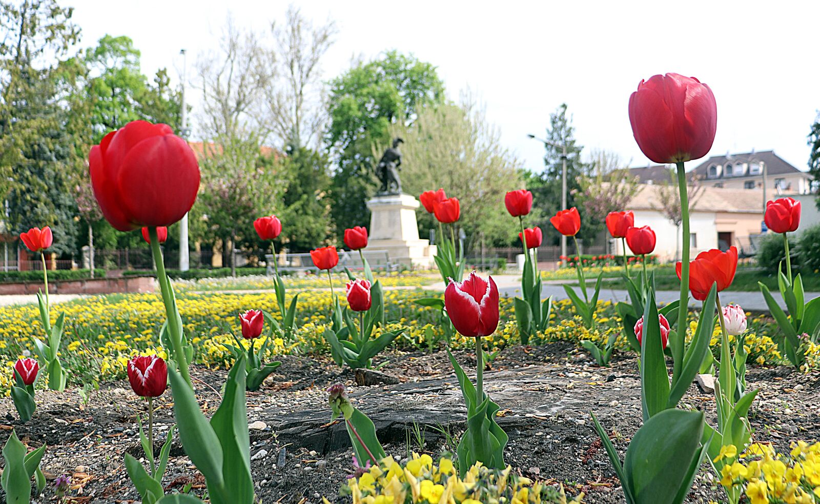 Canon EOS 200D (EOS Rebel SL2 / EOS Kiss X9) sample photo. Flower, tulip, red photography