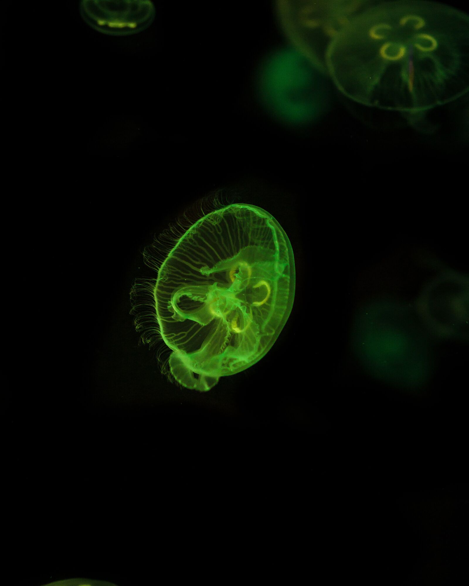 Canon EOS 600D (Rebel EOS T3i / EOS Kiss X5) sample photo. Medusa, green, water photography