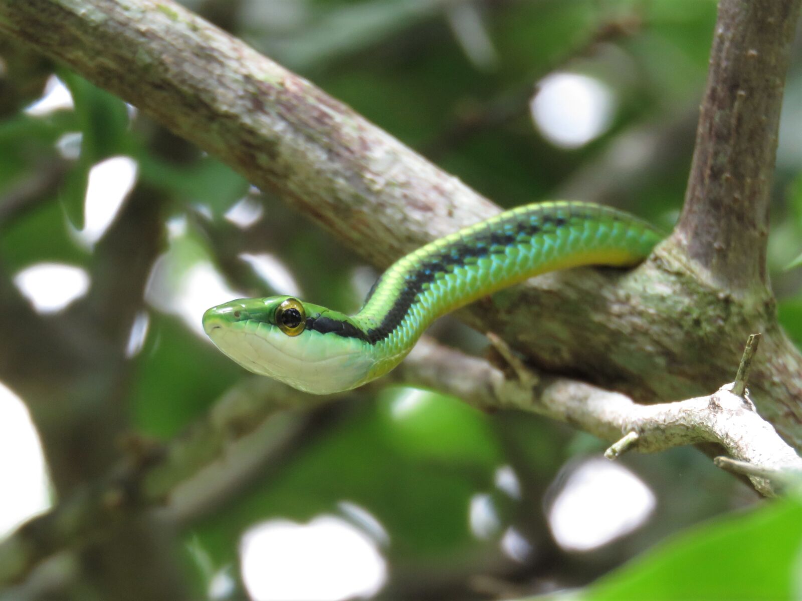 Canon PowerShot SX60 HS sample photo. Leptophis, green snake, vine photography