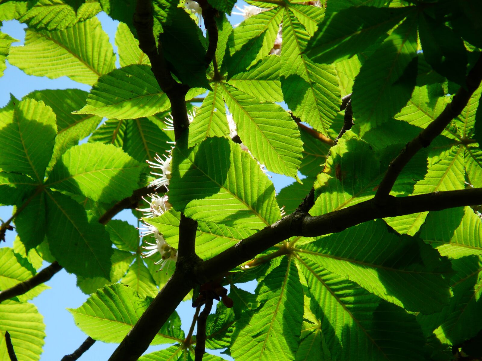 Panasonic DMC-FZ18 sample photo. Ordinary rosskastanie, flowers, branches photography
