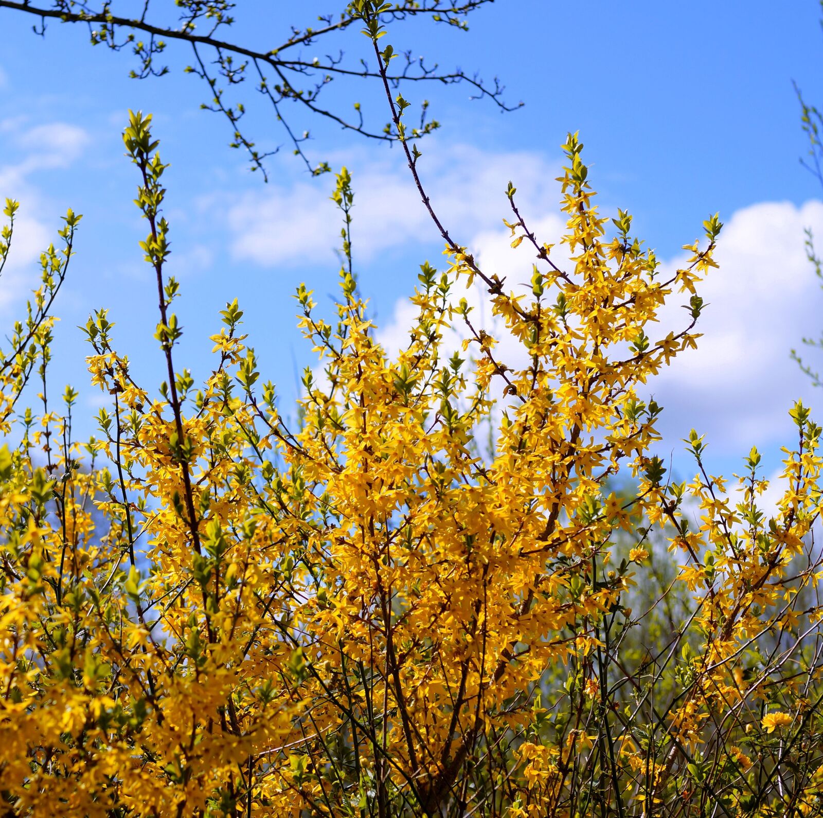 Sony SLT-A58 sample photo. Forsythia, gold lilac, bl photography