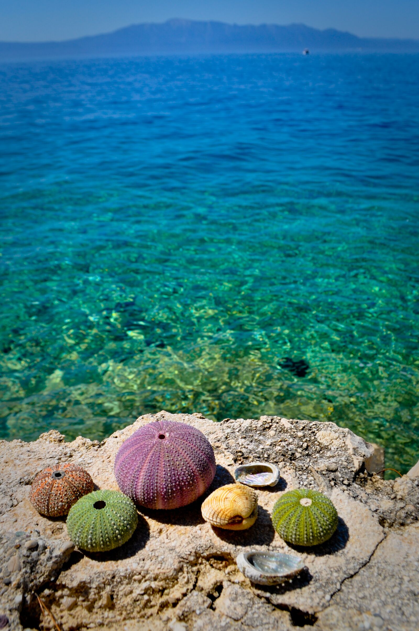 Nikon D5000 sample photo. Sea ​​urchin, beach, sea photography