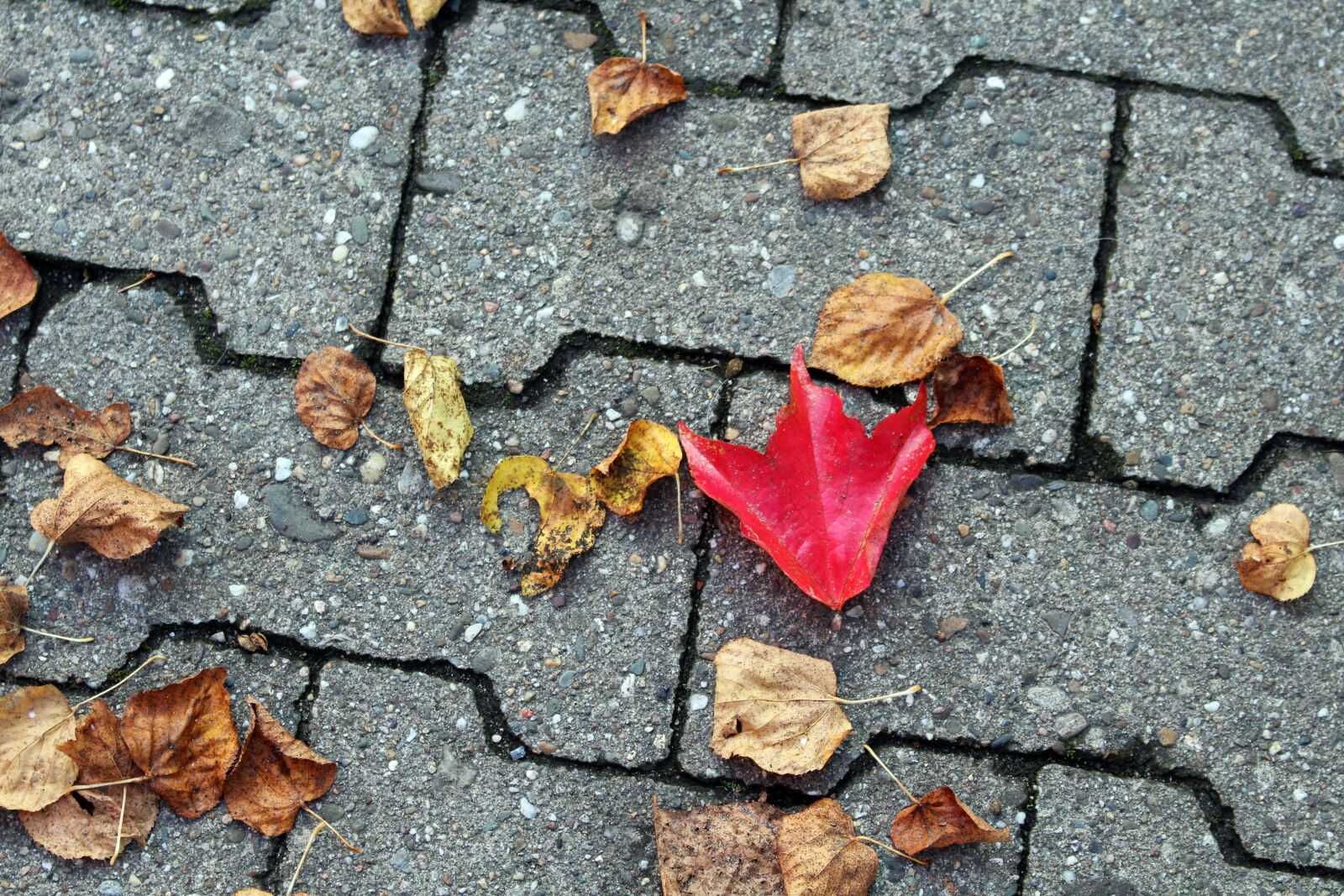 Canon EOS 700D (EOS Rebel T5i / EOS Kiss X7i) sample photo. Autumn, leaves, fall foliage photography