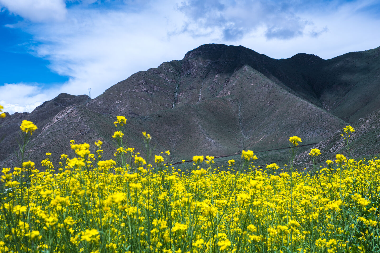 Nikon D750 + Sigma 24-70mm F2.8 EX DG HSM sample photo. Mountain, yellow, flowers photography