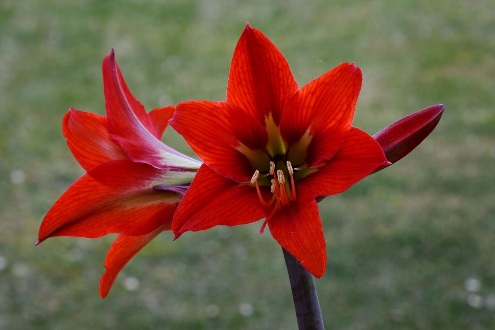 Nikon D5500 sample photo. Amaryllis, petals, pistil, flower photography