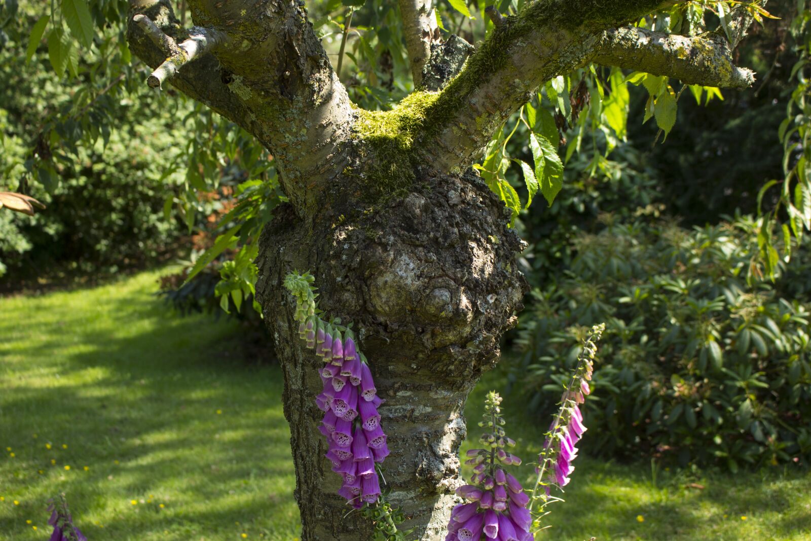 Canon EOS 60D sample photo. Tree, nature, log photography
