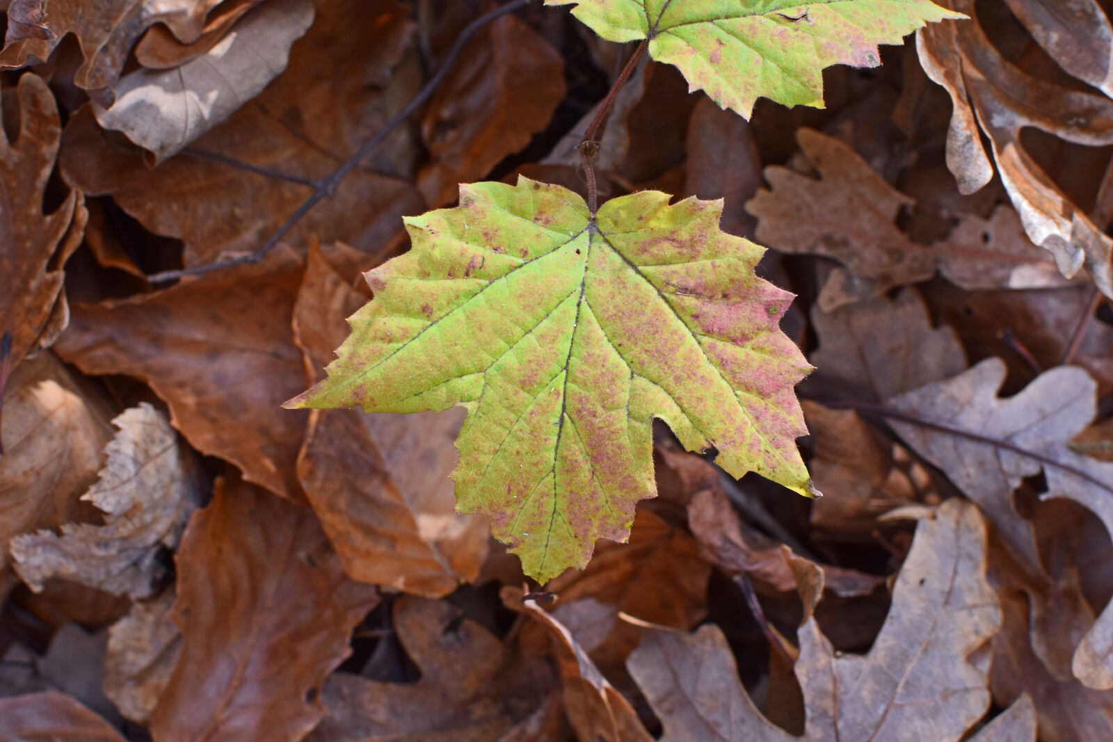 Nikon D3300 sample photo. Maple turning color, seedling photography