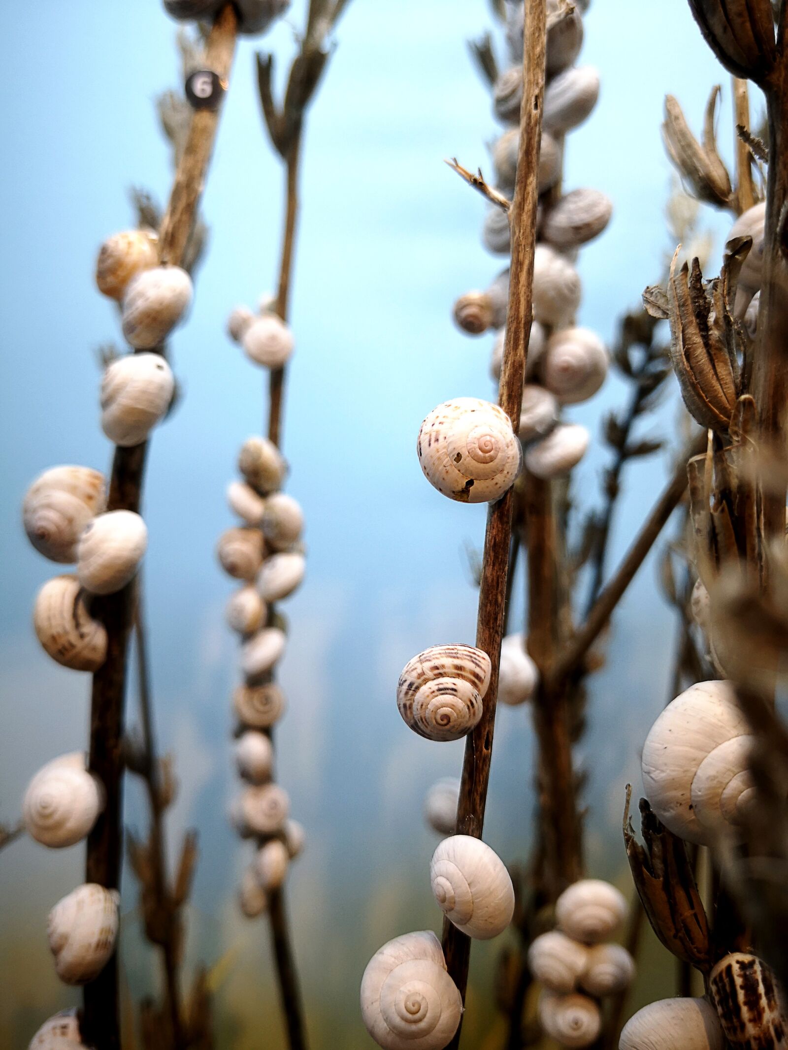 HUAWEI P20 sample photo. Snails, shell, slowly photography