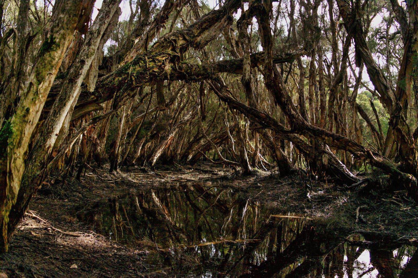 Nikon D3300 sample photo. Paperbark, trees, melaleuca photography
