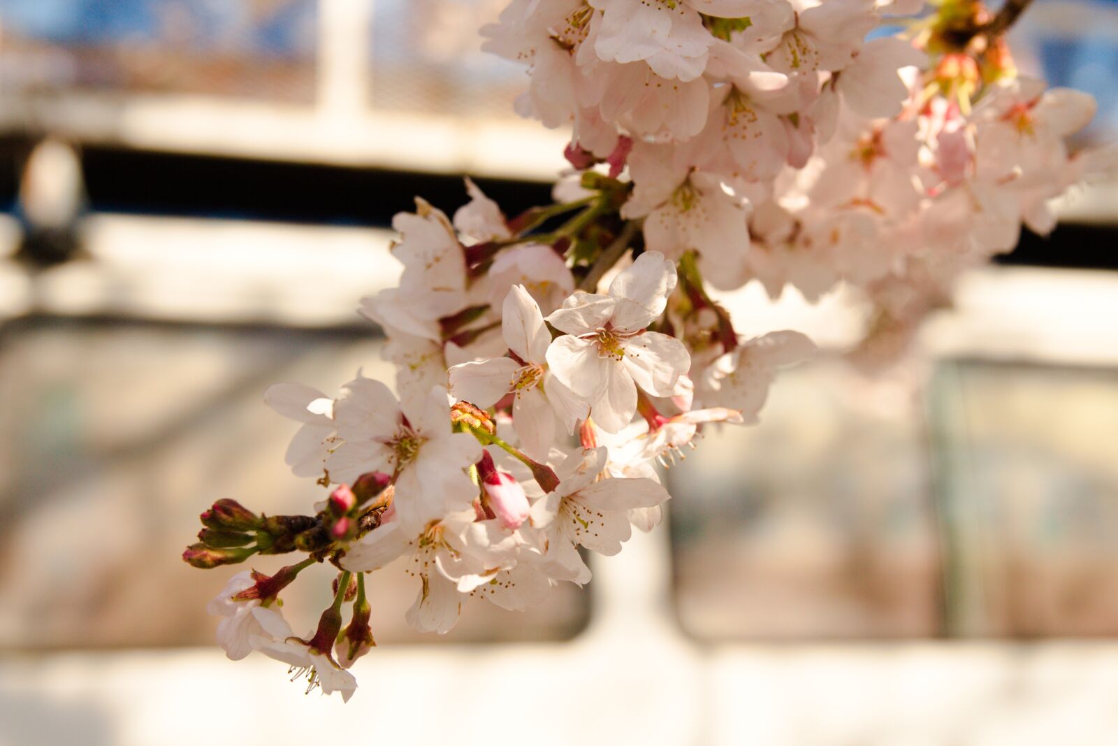 Canon EOS 700D (EOS Rebel T5i / EOS Kiss X7i) sample photo. Flower, cherry, nature photography