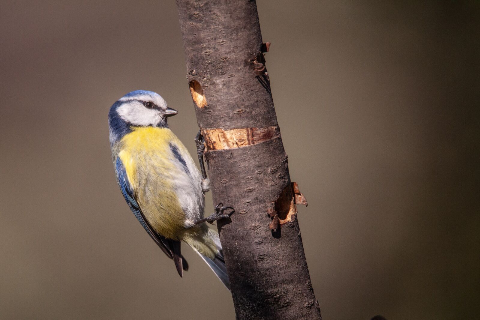 Canon EOS 5D Mark II + Tamron SP 150-600mm F5-6.3 Di VC USD sample photo. Tit, branch, animal photography