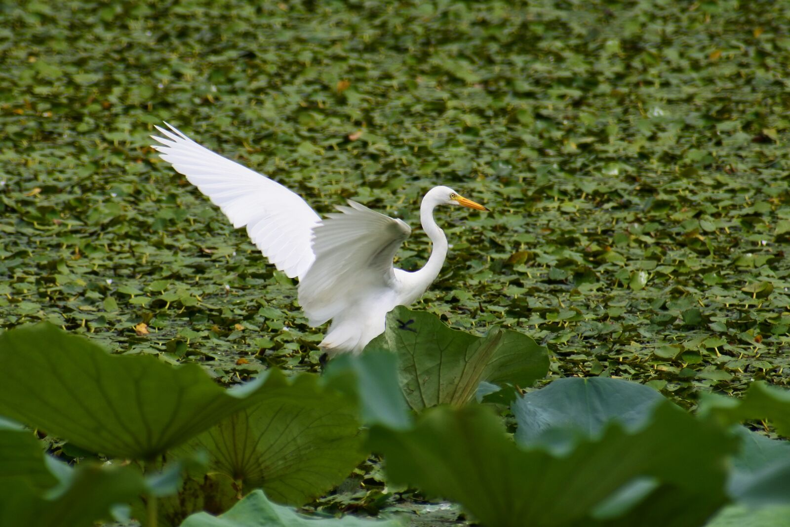 VR 70-300mm f/4.5-6.3G sample photo. Animal, lake, heron photography