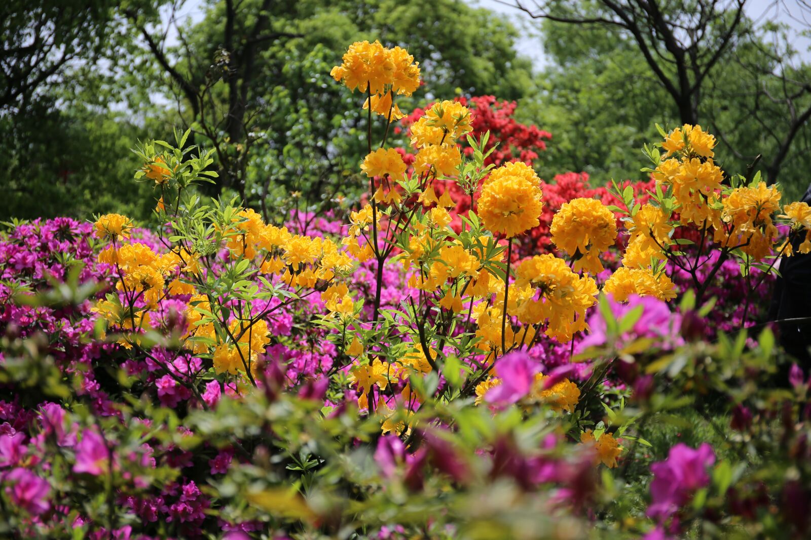 Canon EF 24-70mm F4L IS USM sample photo. Azaleas, flower, views photography