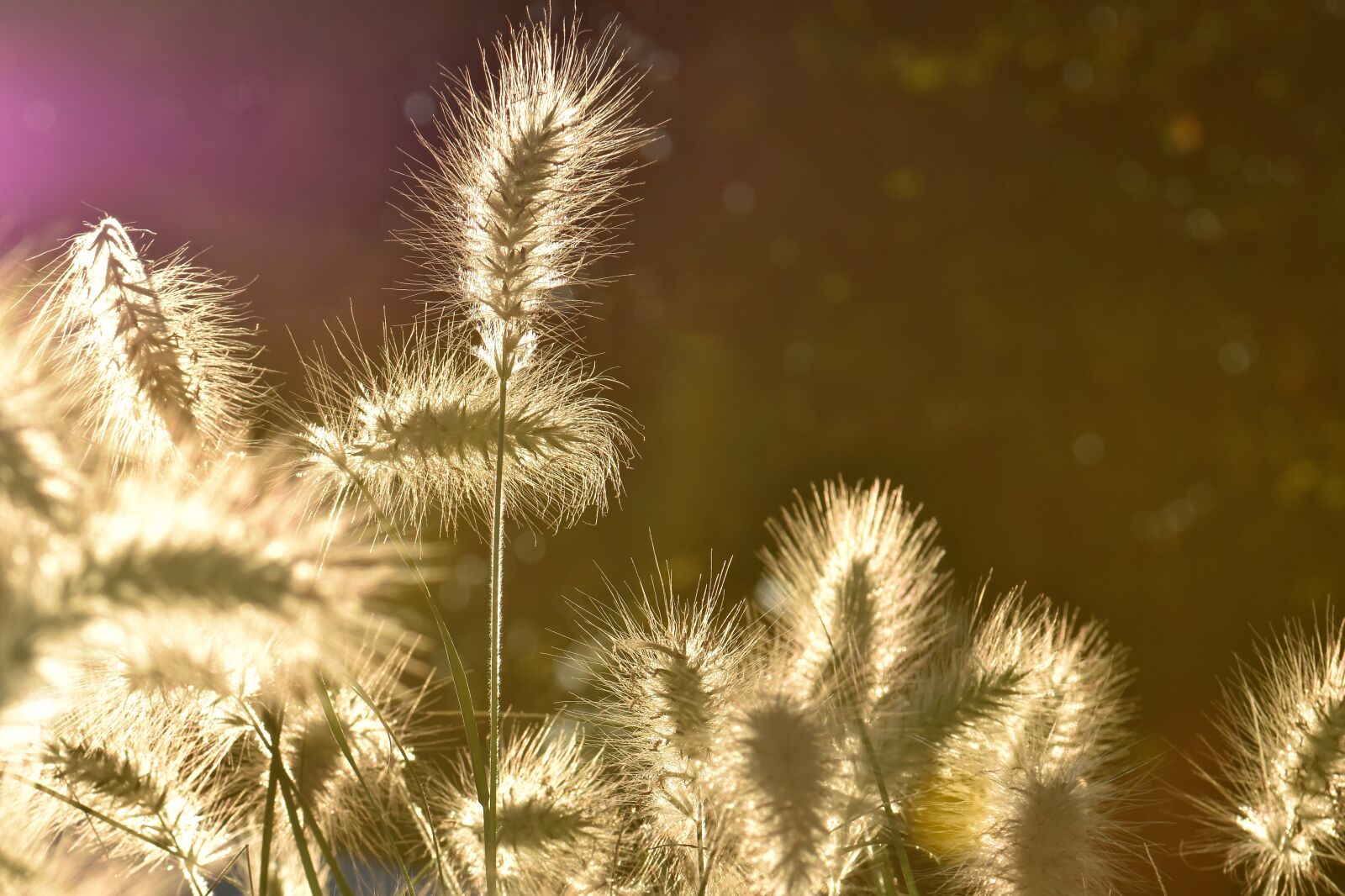 Nikon D5500 sample photo. Bamboo grassedit this page photography