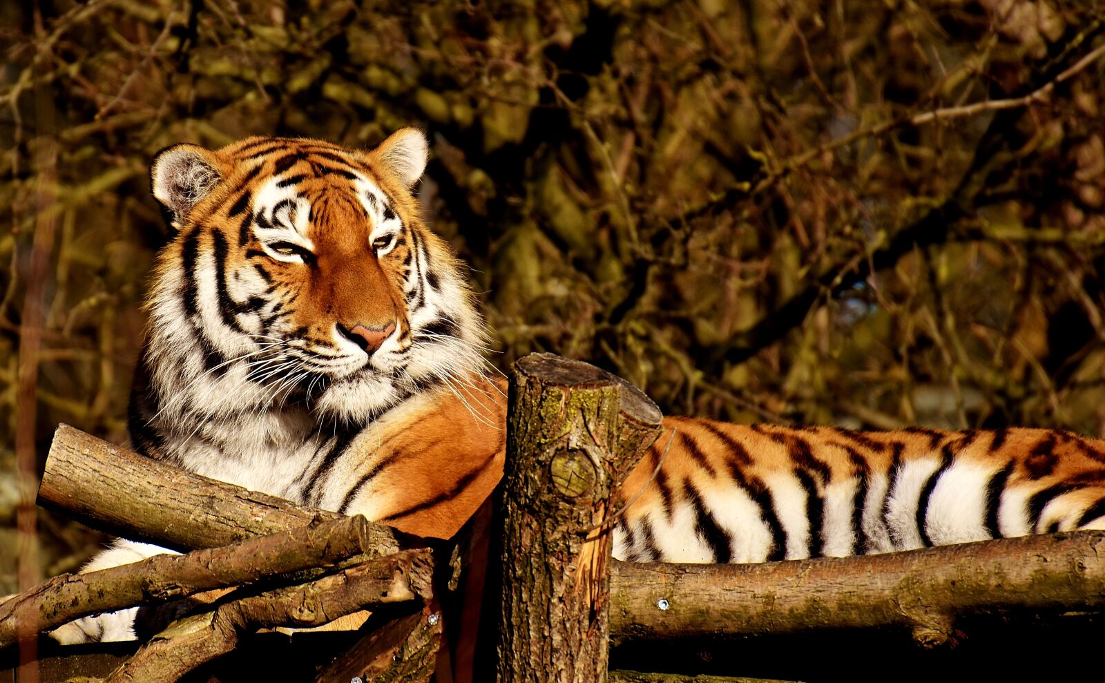 Nikon D7200 sample photo. Tiger, predator, fur photography