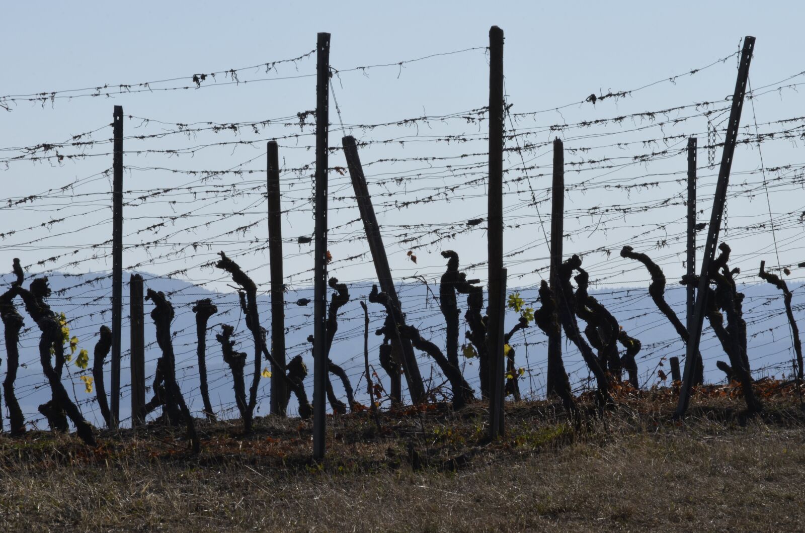 Nikon D5100 sample photo. Vines, harvested, autumn photography