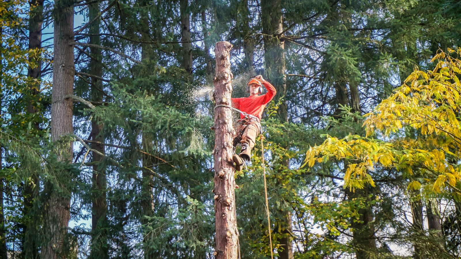 Sony a6000 sample photo. Tree service, landscaping, service photography