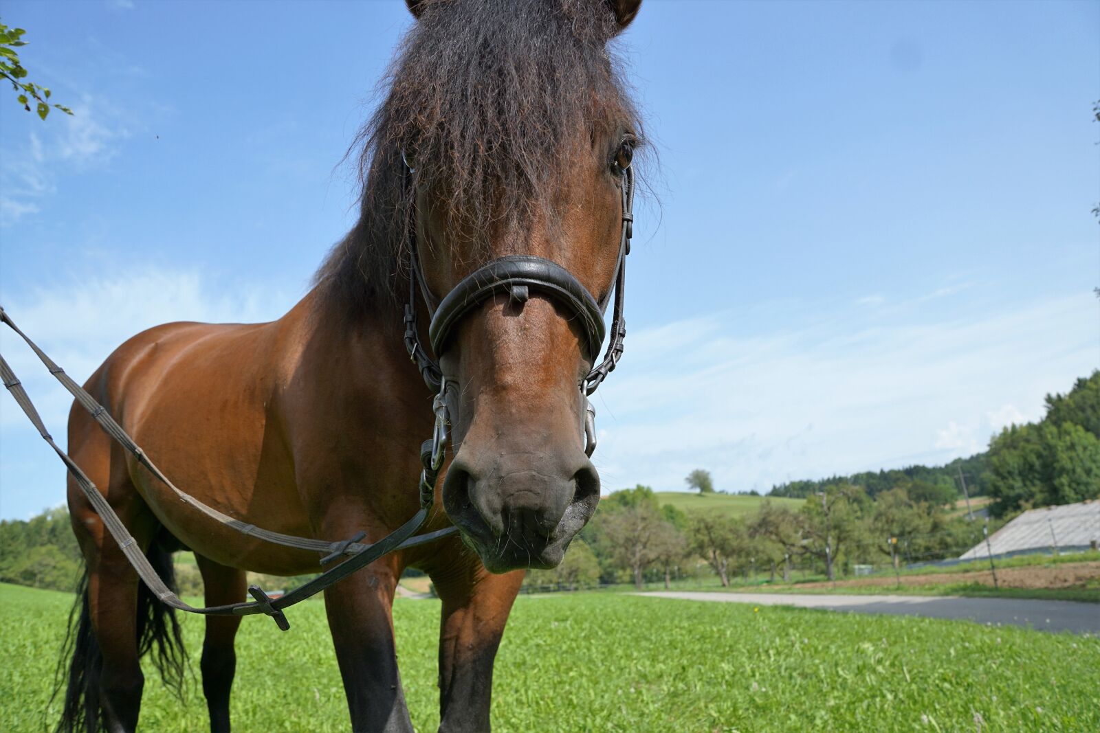 Sony ILCA-77M2 + Sony DT 16-50mm F2.8 SSM sample photo. Horses, mold, eye photography