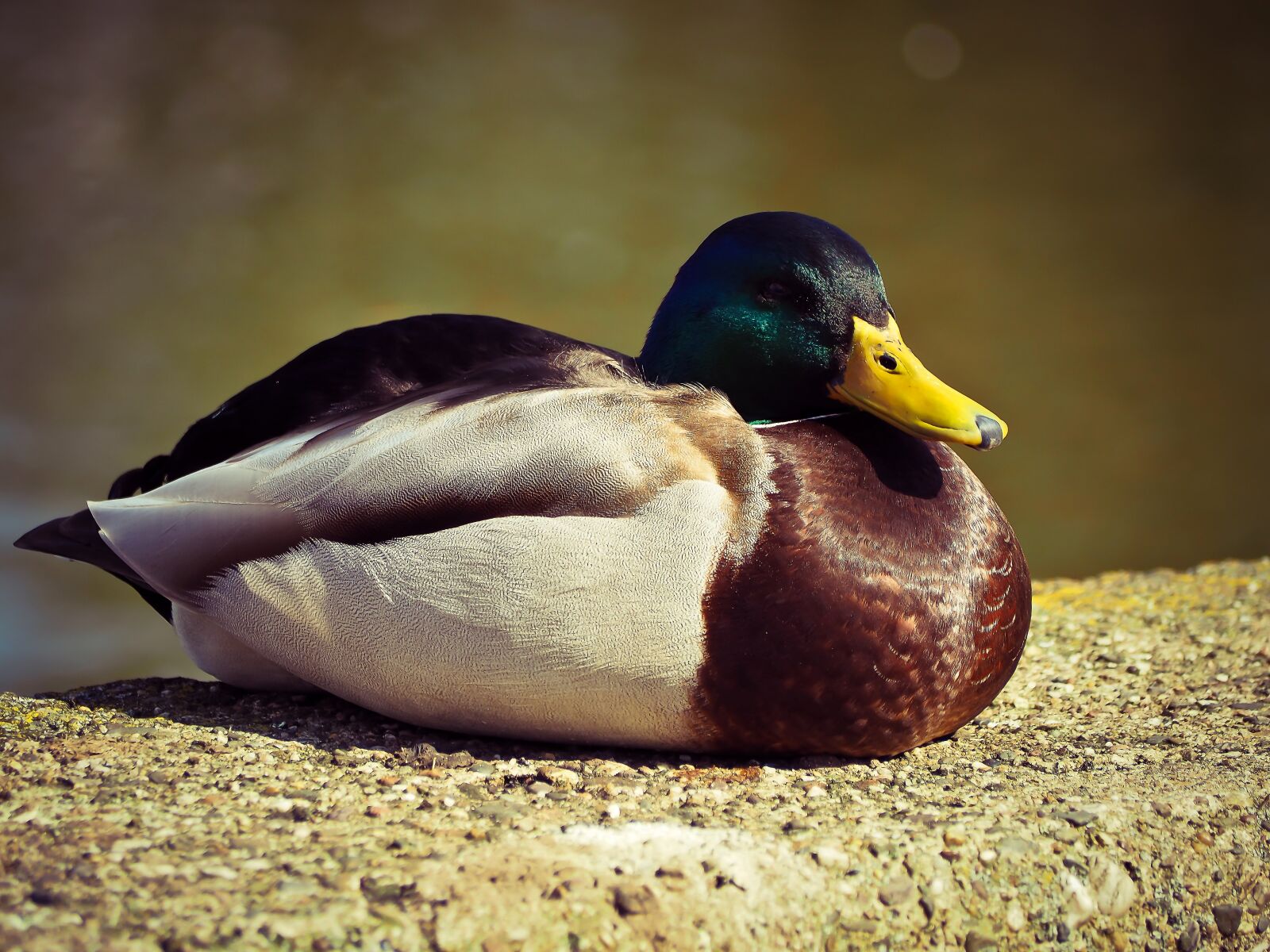 Olympus OM-D E-M10 sample photo. Duck, drake, water bird photography