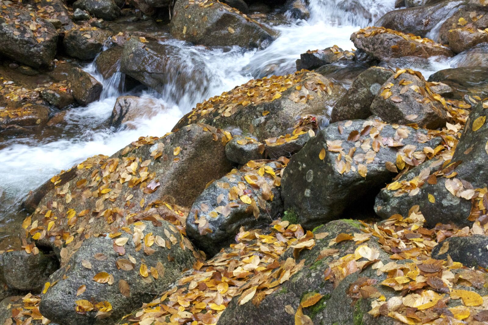 Canon EOS 550D (EOS Rebel T2i / EOS Kiss X4) sample photo. Small river, creek water photography