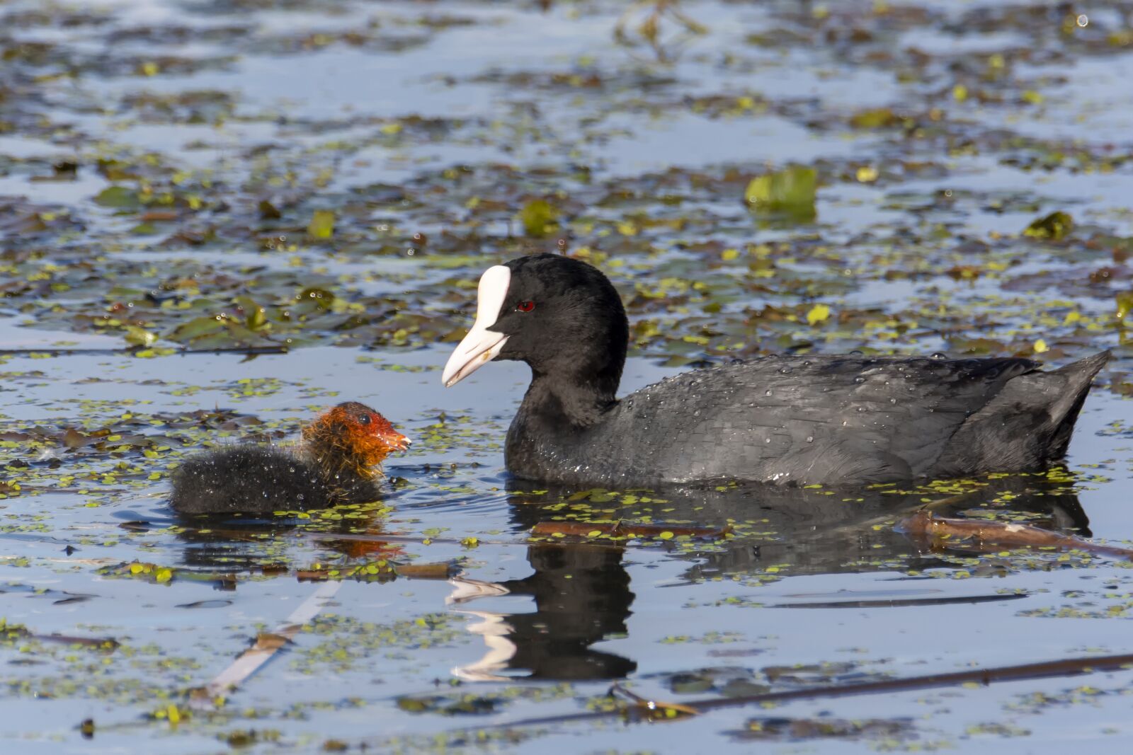 Nikon D7200 sample photo. Birds, eurasian coot, water photography