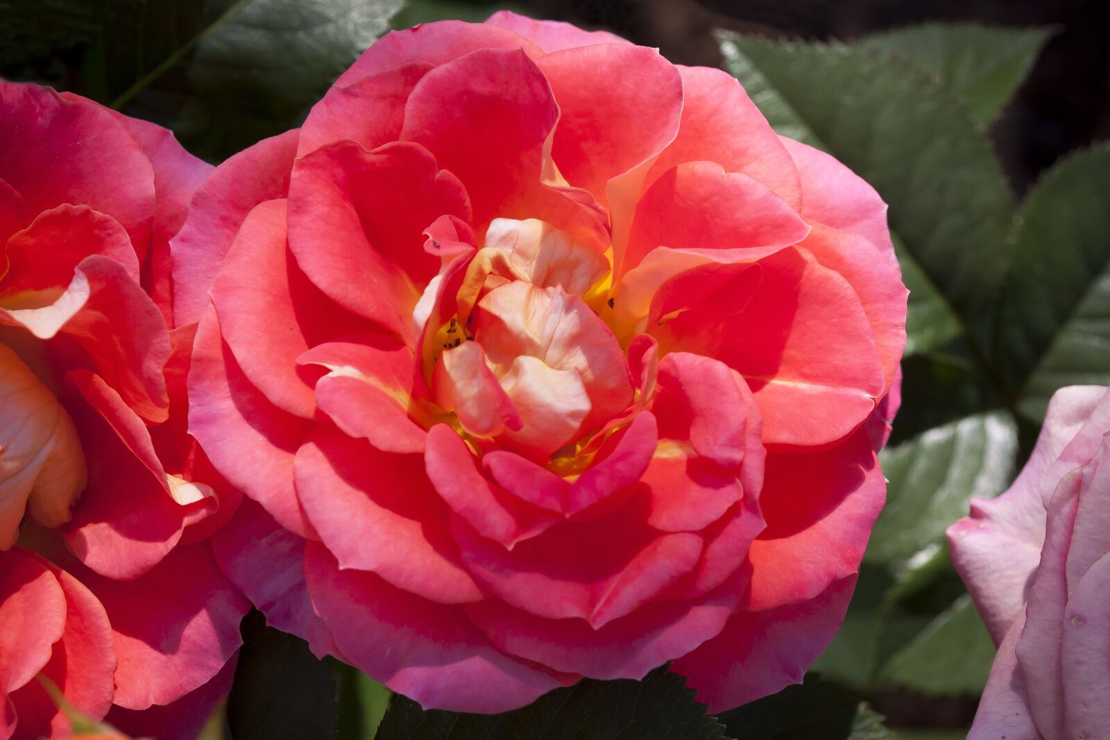 Canon EF-S 60mm F2.8 Macro USM sample photo. Rose, flower, nature photography