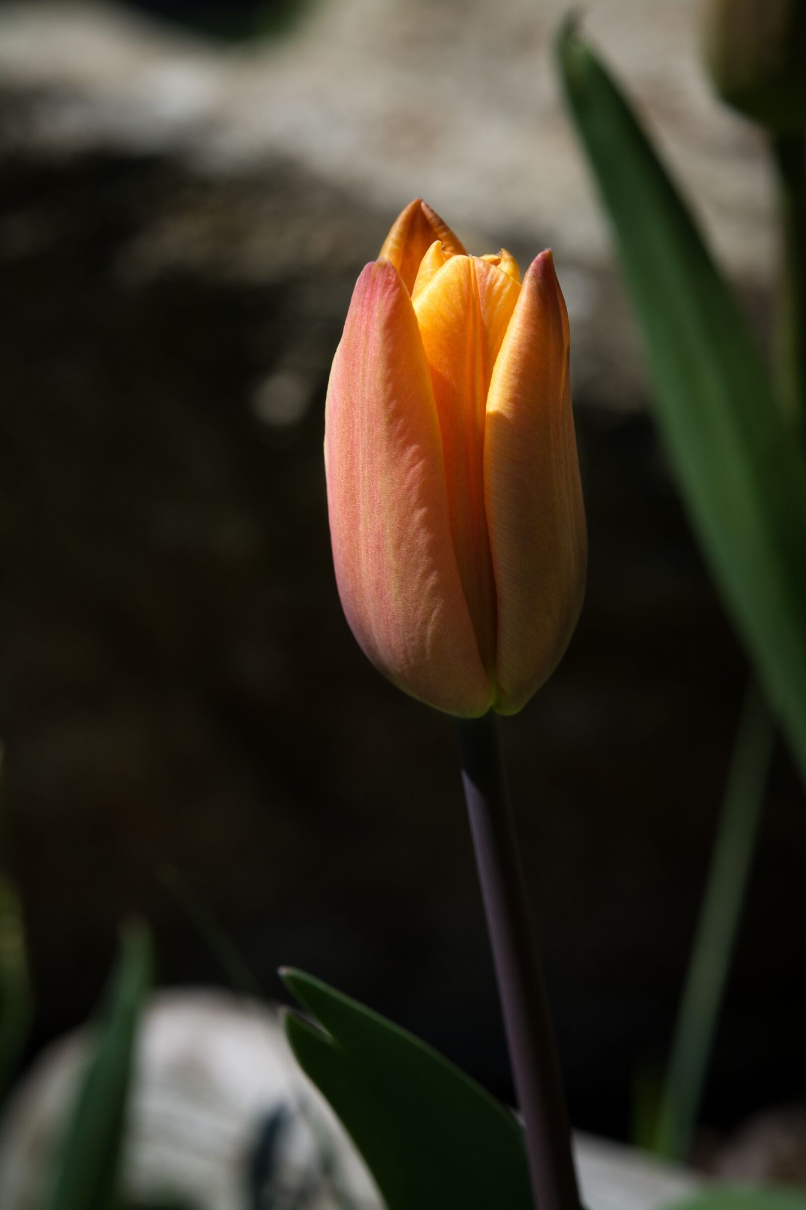 Nikon D7100 sample photo. Flower, tulip, orange photography