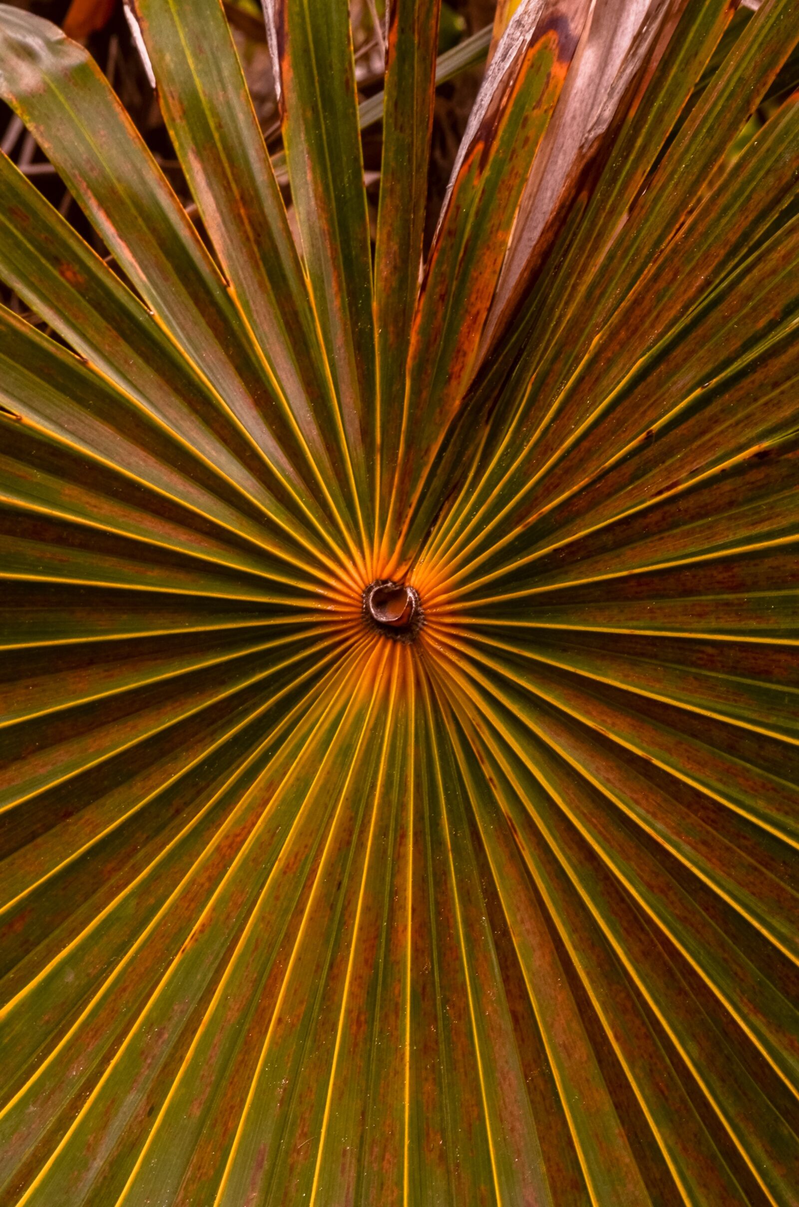 Nikon D5100 sample photo. Foliage, nature, leaf photography